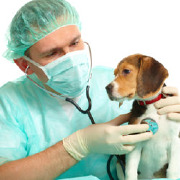 Veterinary Preventive Medicine Epidemiology and Public Health (Cert, MS, PhD) Colleges Veterinary Preventive Medicine Epidemiology and Public Health (Cert, MS, PhD) Colleges