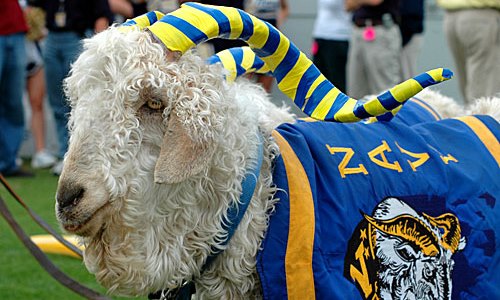 14 Colleges With Weird Live Animal Mascots